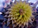 Urchin_1.jpg